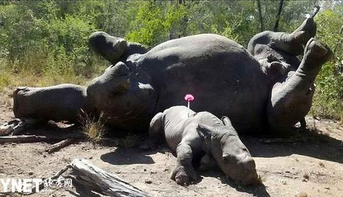 白犀牛宝宝为护母亲中箭 受重伤仍死守妈妈尸体