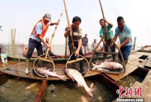 江苏长荡湖封湖禁捕20个月后首捕收网38斤大鱼过万元拍出