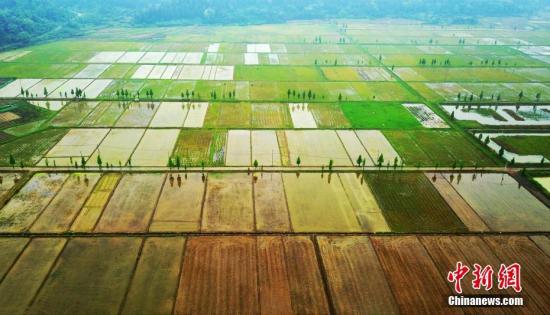 资料图：稻田和龙虾生态养殖。 赵春亮 摄