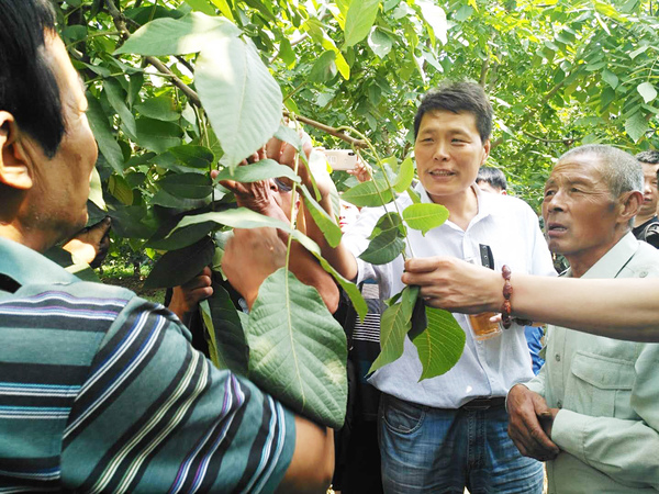 4北京市林业果树科学研究院研究员郝艳宾涞水麻核桃基地授课。
