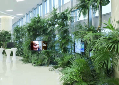 绿植与缓和医疗影像结合的艺术行动装置