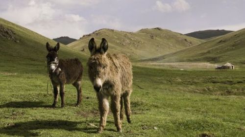 BBC：中国人制造“灵丹妙药” 吉尔吉斯斯坦毛驴遭殃？