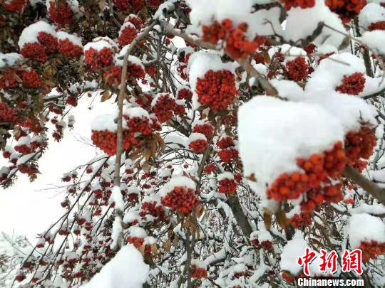内蒙古深秋迎降雪中外游客盛赞白雪中的秋景