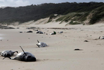 澳大利亚国家公园28头鲸鱼搁浅死亡 画面令人痛心