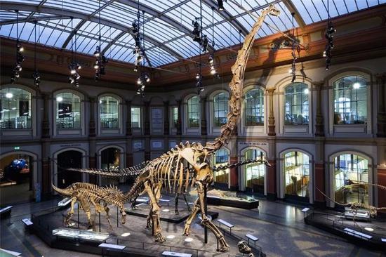 现存于柏林自然博物馆中的腕龙化石?图片：Wikipedia
