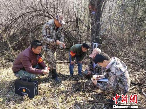 工作人员查看远红外相机记录 东北虎豹国家公园管理局天桥岭局供图 摄