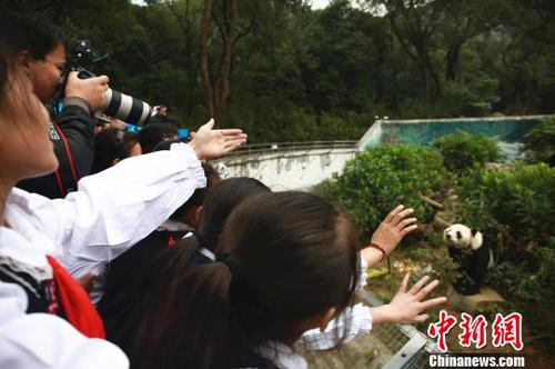 大熊猫明浜12岁生日会享用冰“蛋糕”与“串串”