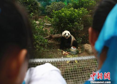 大熊猫明浜憨态可掬。　朱柳融 摄