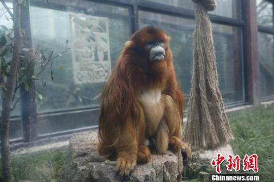 “国宝级”动物川金丝猴首次“移民”重庆安家