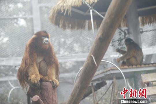 图为重庆动物园的川金丝猴诚诚和玉玉。　韩璐 摄