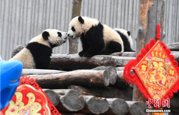 1月31日，11只2018年新生大熊猫宝宝在中国大熊猫保护研究中心卧龙神树坪基地集体亮相，在辞旧迎新之际，为全球人民送上最“软萌”的猪年祝福。它们在工作人员布置的充满新春喜庆氛围的环境里东看看，西闻闻，憨态十足，萌翻全场。安源 摄2