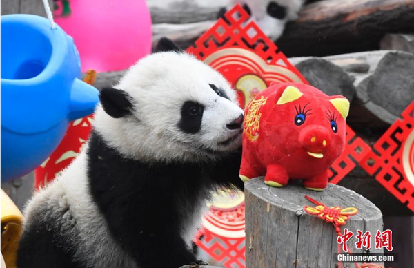 1月31日，11只2018年新生大熊猫宝宝在中国大熊猫保护研究中心卧龙神树坪基地集体亮相，在辞旧迎新之际，为全球人民送上最“软萌”的猪年祝福。它们在工作人员布置的充满新春喜庆氛围的环境里东看看，西闻闻，憨态十足，萌翻全场。安源 摄3