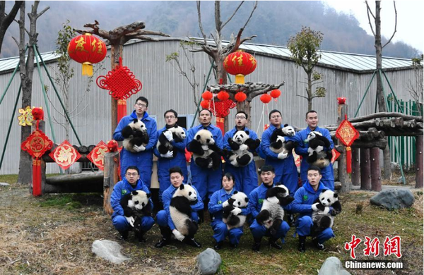 1月31日，11只2018年新生大熊猫宝宝在中国大熊猫保护研究中心卧龙神树坪基地集体亮相，在辞旧迎新之际，为全球人民送上最“软萌”的猪年祝福。它们在工作人员布置的充满新春喜庆氛围的环境里东看看，西闻闻，憨态十足，萌翻全场。安源 摄4