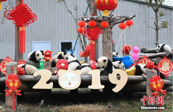 1月31日，11只2018年新生大熊猫宝宝在中国大熊猫保护研究中心卧龙神树坪基地集体亮相，在辞旧迎新之际，为全球人民送上最“软萌”的猪年祝福。它们在工作人员布置的充满新春喜庆氛围的环境里东看看，西闻闻，憨态十足，萌翻全场。图为大熊猫宝宝集体亮相。安源 摄