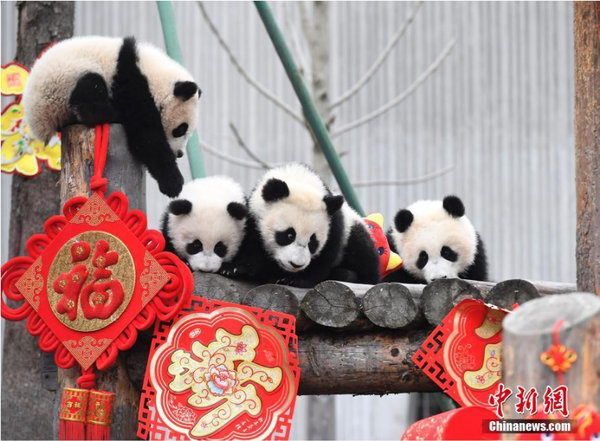 1月31日，11只2018年新生大熊猫宝宝在中国大熊猫保护研究中心卧龙神树坪基地集体亮相，在辞旧迎新之际，为全球人民送上最“软萌”的猪年祝福。它们在工作人员布置的充满新春喜庆氛围的环境里东看看，西闻闻，憨态十足，萌翻全场。图为大熊猫宝宝玩得不亦乐乎。安源 摄