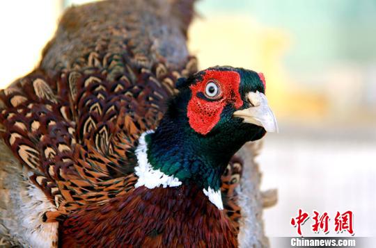 和硕县畜牧局驻新塔热乡新塔热村工作队，村内养殖户养殖的山鸡。　贾洪明 摄