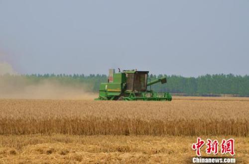 资料图：图为豫东平原黄泛区农场大面积小麦成熟，一片丰收景象。　韩章云 摄