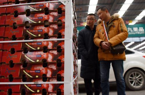中国吃货养活智利50万人:车厘子出口中国或再涨17%