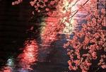 东京目黑川两岸樱花盛开