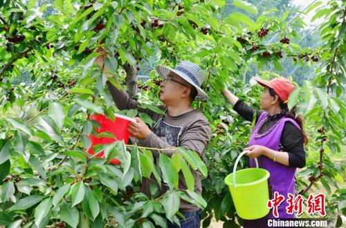 图为青海龙田农林开发有限公司的法定代表人马红凯正在和员工们采摘樱桃，图左为马红凯。　鲁丹阳 摄
