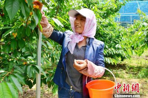 图为青海省海东市乐都区洪水镇李家壕村的贫困户邢克梅正在采摘樱桃。　鲁丹阳 摄