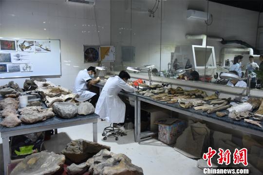 英良世界石材自然历史博物馆工作人员正紧张工作中，整理相关化石。　陈龙山 摄