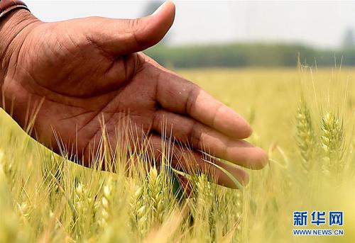 茹振钢在查看小麦长势（2015年5月22日摄）。新华社记者 李安 摄