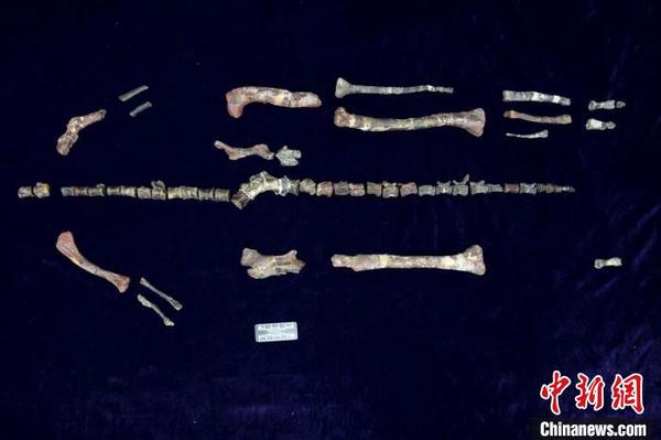 重庆云阳发现亚洲最早的新鸟臀类恐龙化石