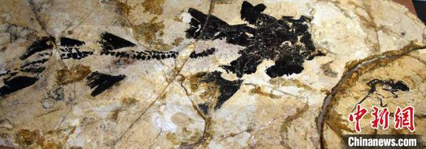 盖氏热河俊兽化石正型标本(右)发现时与一件北票鲟标本保存于同一个岩板。　孙自法 摄
