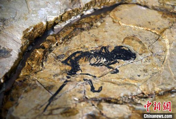 盖氏热河俊兽化石正型标本。　孙自法 摄