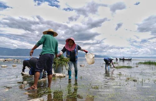 大理市湾桥镇古生村村民在打捞水草（2019年8月10日摄）。