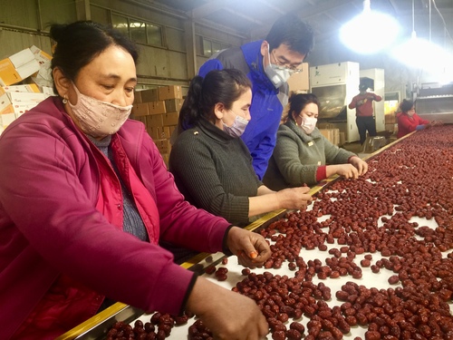 村民在巴楚县长远农业科技有限公司红枣车间筛选红枣