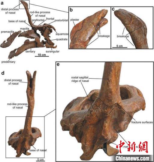 “新中国第一龙”棘鼻青岛龙研究最新进展：鼻骨实心头饰前倾