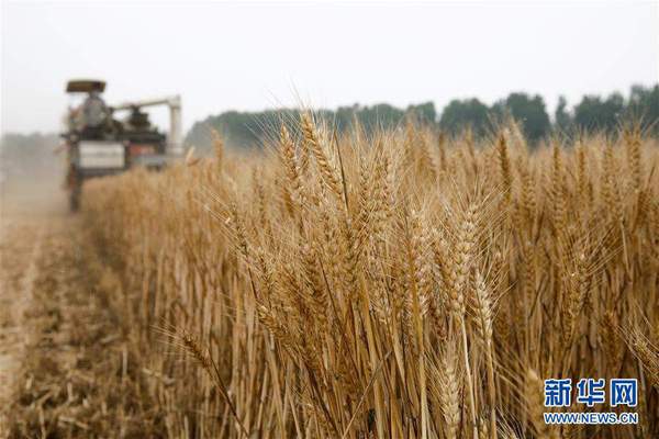 全国大规模小麦跨区机收全面展开