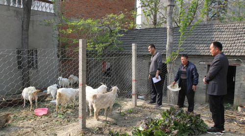 图为：利辛县农业农村局工作人员在认真核对贫困户养羊数量。