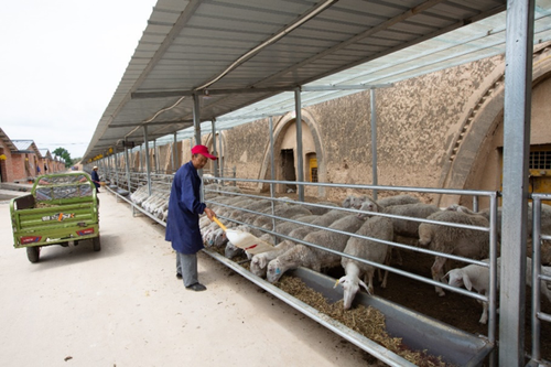 在国投帮扶下，合水县的肉羊养殖走上了专业化道路