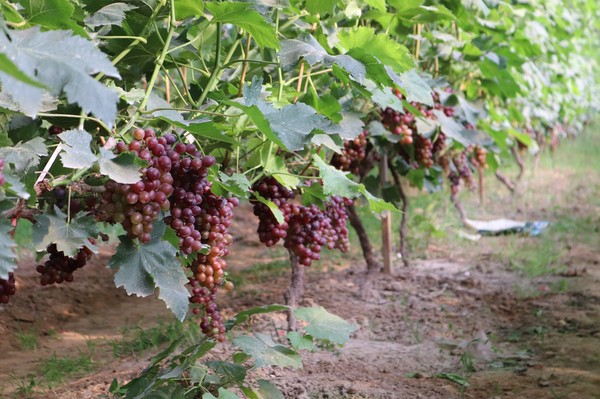 图为丰县凤城街道海子崖生态自摘园里的大葡萄