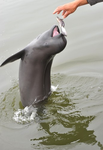 一头小江豚在湖北长江天鹅洲白鱀豚国家级自然保护区觅食。