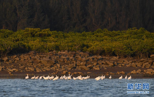 12月28日，黑脸琵鹭在海南新盈红树林国家湿地公园的滩涂上休息。