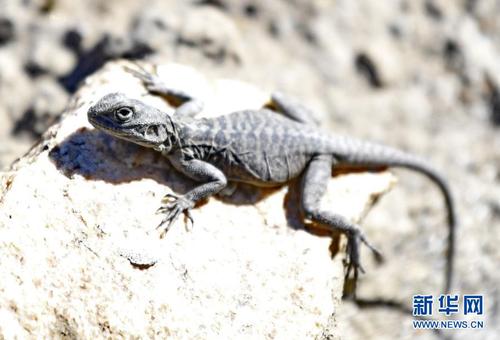 　　西藏雅尼国家湿地公园里的一只蜥蜴（2月2日摄4）。