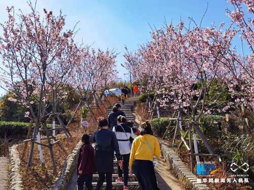 5游客登山赏樱。新华网发（夏海滨 摄）