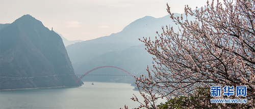 5这是重庆市巫山县巫峡口盛开的杏花，一岸杏花开，一春迎风来。新华网发（朱云平 摄）