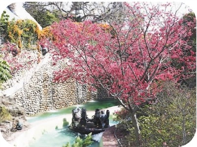 图为游客在丽宝乐园搭乘游乐设施赏樱。