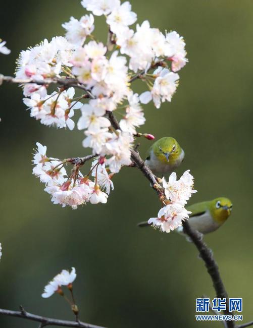1   2月15日，在湖南省衡阳市雁峰区五星村，绣眼鸟在樱花树枝头停歇。