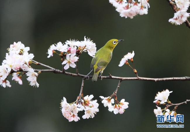 2   2月15日，在湖南省衡阳市雁峰区五星村，绣眼鸟在樱花树枝头停歇。
