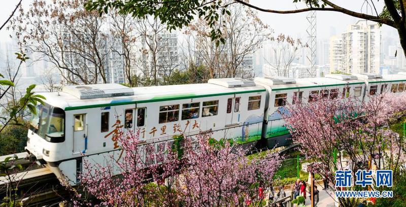 2月23日，在重庆轨道交通2号线佛图关段，一列单轨列车穿越花海奔驰而过。3