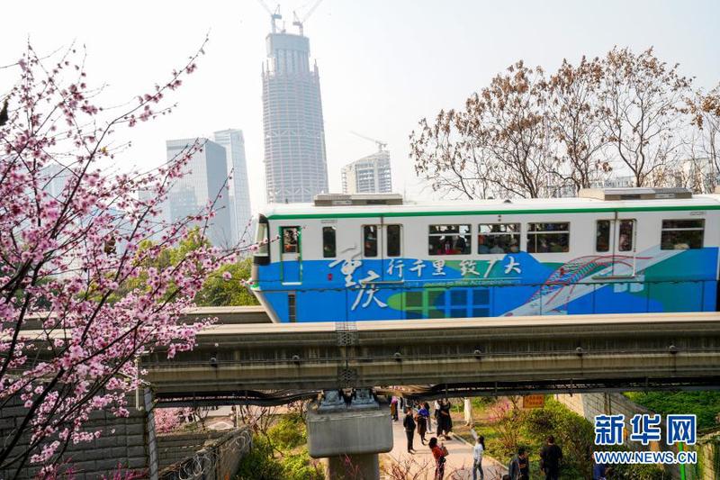 2月23日，在重庆轨道交通2号线佛图关段，一列单轨列车穿越花海奔驰而过。4