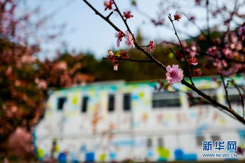 2月23日在重庆轨道交通2号线佛图关段拍摄的梅花。