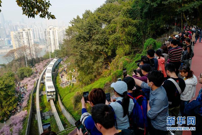 2月23日，在重庆轨道交通2号线佛图关段，游客在山城步道上拍摄穿越花海的单轨列车。