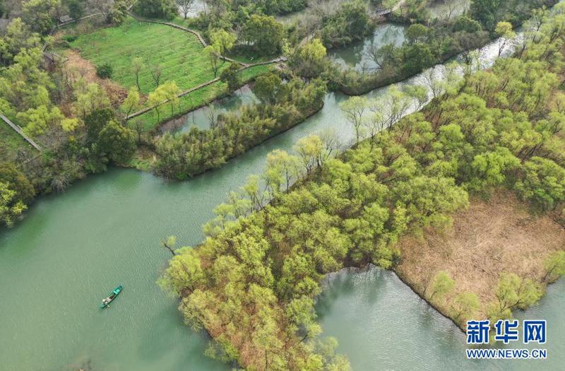 3月2日，游船行驶在西溪湿地水道上（无人机照片）。3